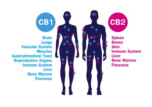 human endocannabinoid CB1 and CB2 Receptors target system active in human body.
